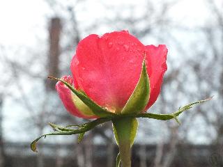 Pink rose 3